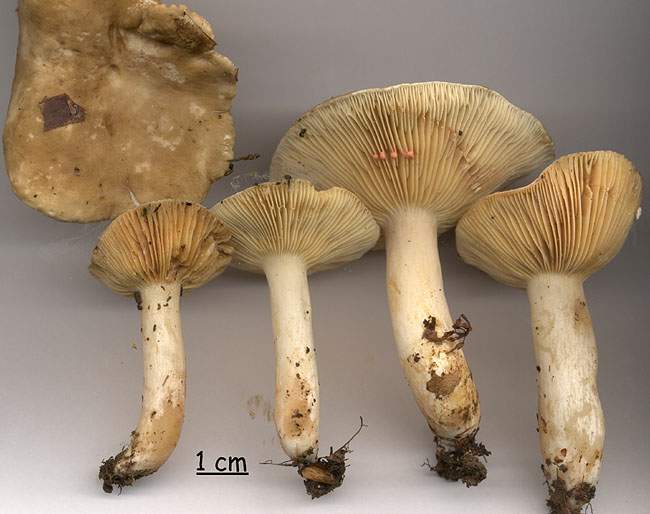 Lactarius acris